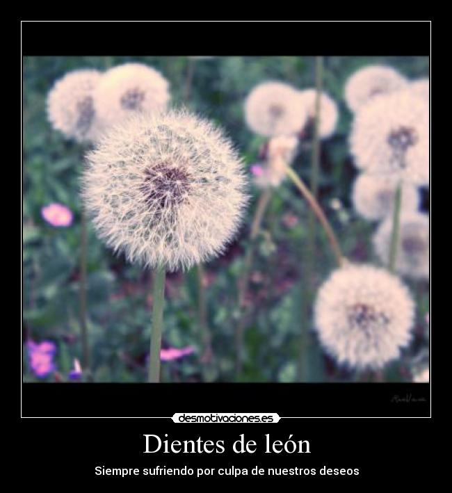 Dientes de león - 
