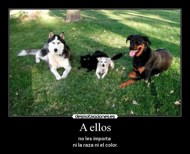 carteles dogs desmotivaciones