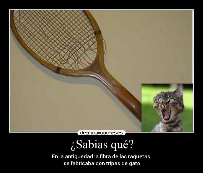 carteles gatos desmotivaciones desmotivaciones