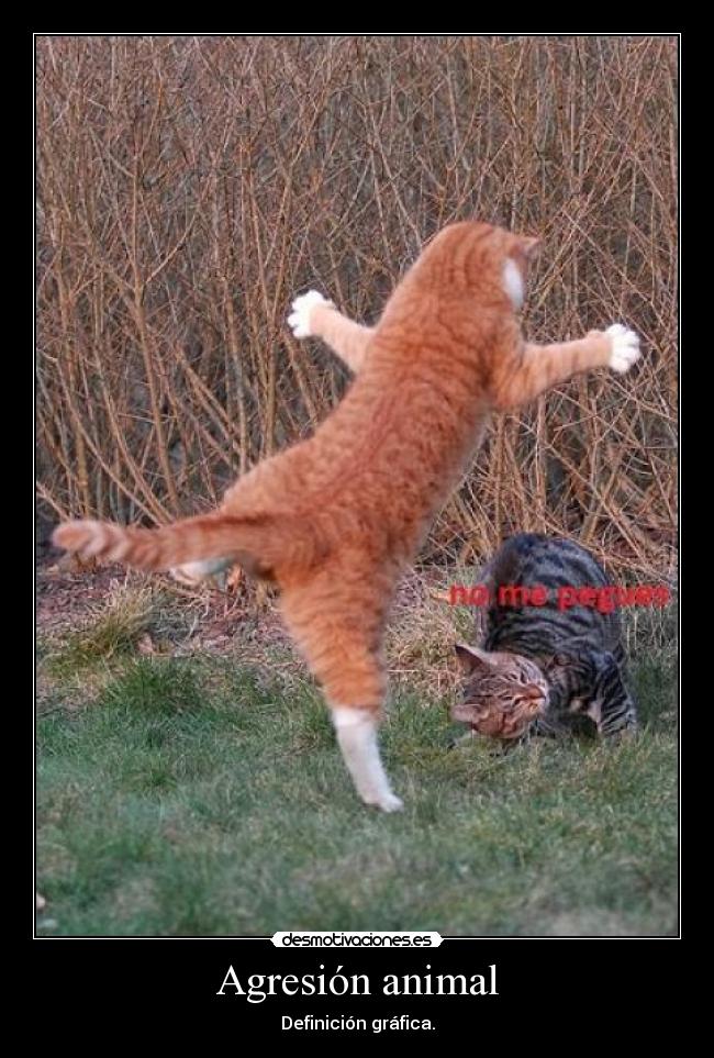 Agresión animal -