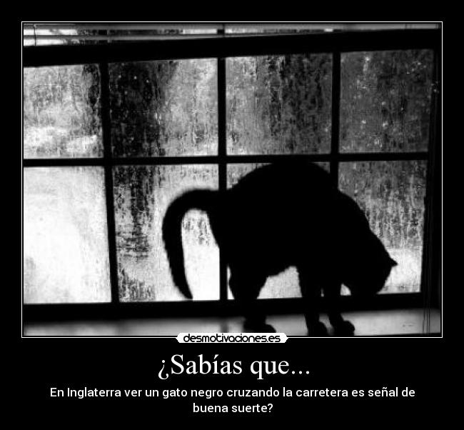 ¿Sabías que... - En Inglaterra ver un gato negro cruzando la carretera es señal de buena suerte?