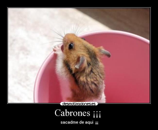 Cabrones ¡¡¡ -