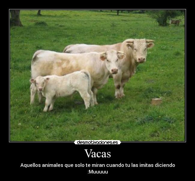 Vacas - Aquellos animales que solo te miran cuando tu las imitas diciendo :Muuuuu