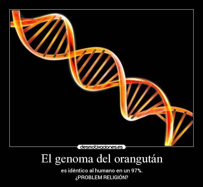 El genoma del orangután - 