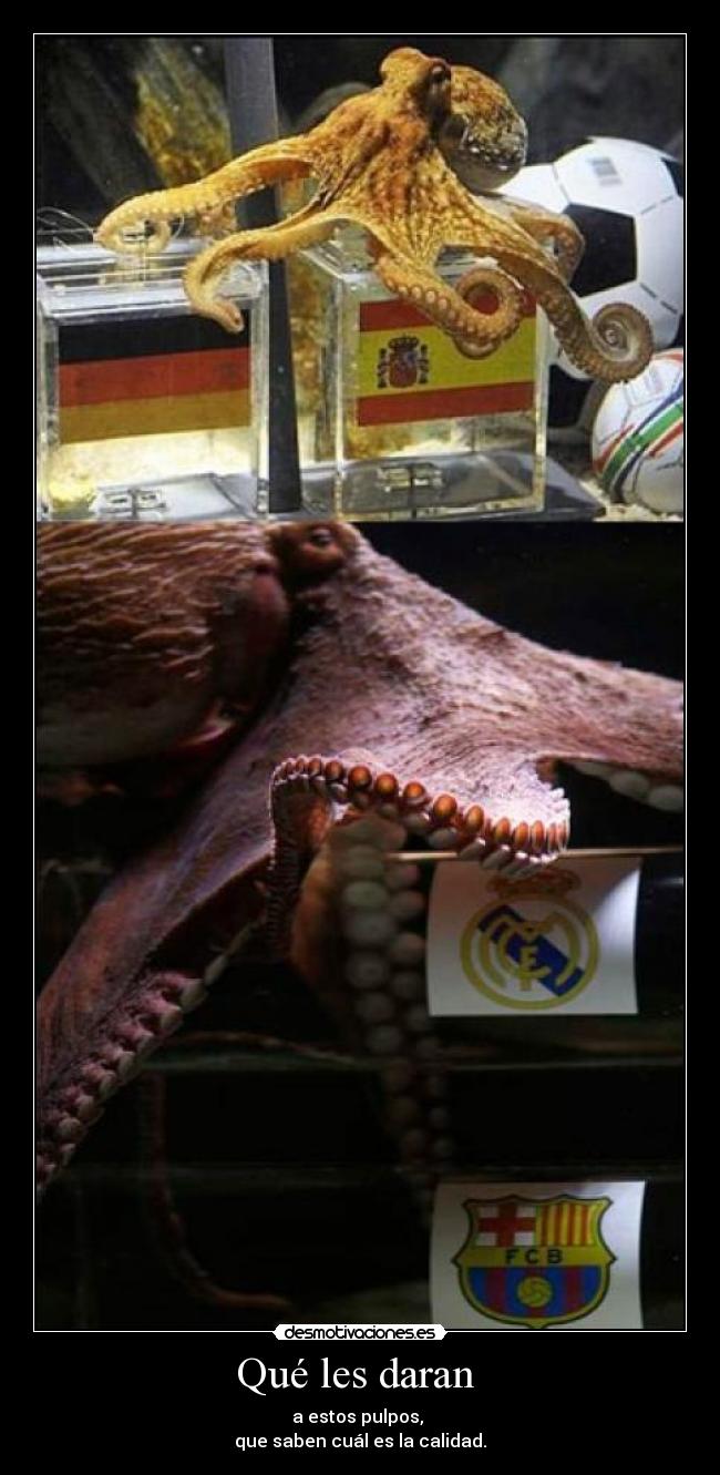 Qué les daran - a estos pulpos,
que saben cuál es la calidad.