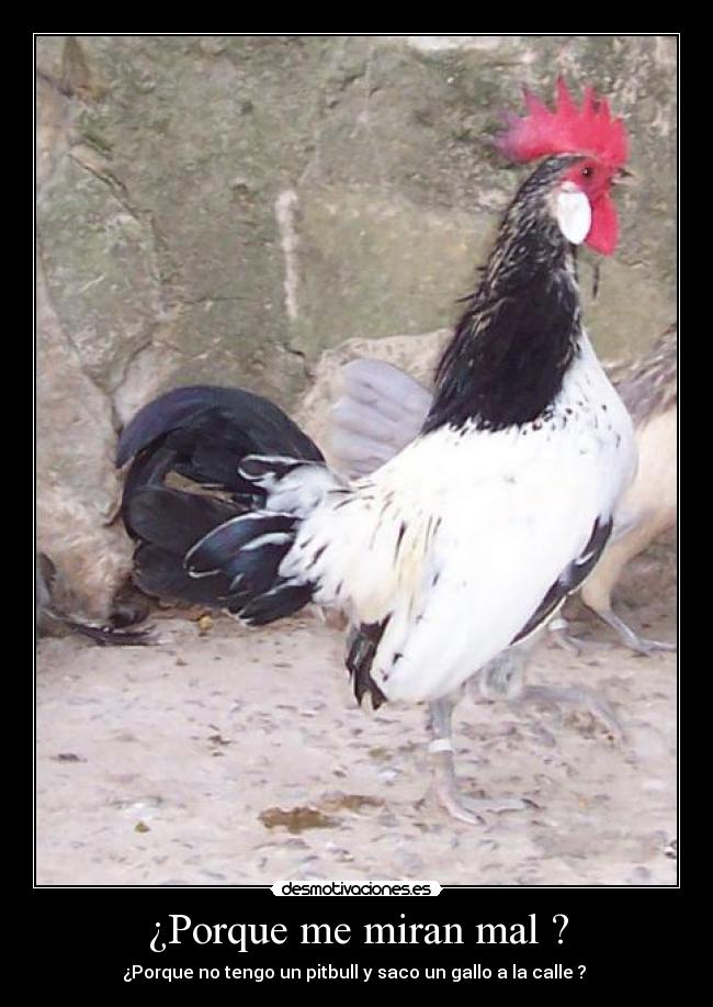 ¿Porque me miran mal ? - ¿Porque no tengo un pitbull y saco un gallo a la calle ?