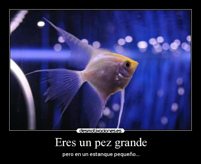 Eres un pez grande - 