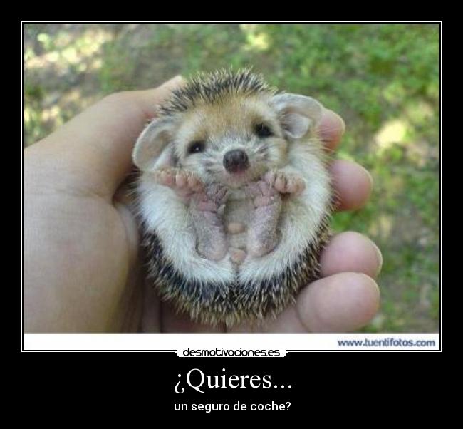 ¿Quieres... - 