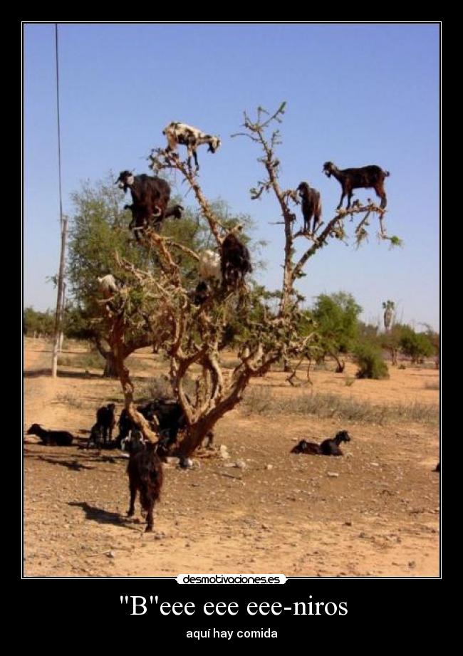 Beee eee eee-niros - aquí hay comida