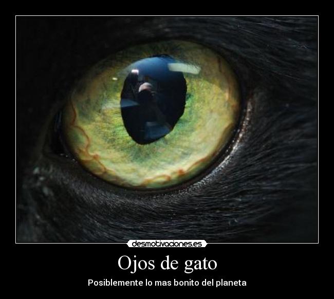 Ojos de gato - 