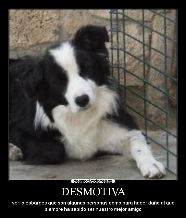 DESMOTIVA - ver lo cobardes que son algunas personas como para hacer daño al que
siempre ha sabido ser nuestro mejor amigo