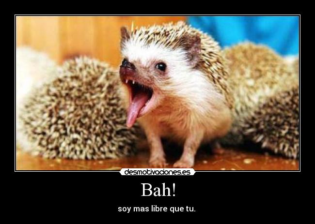 carteles erizo desmotivaciones