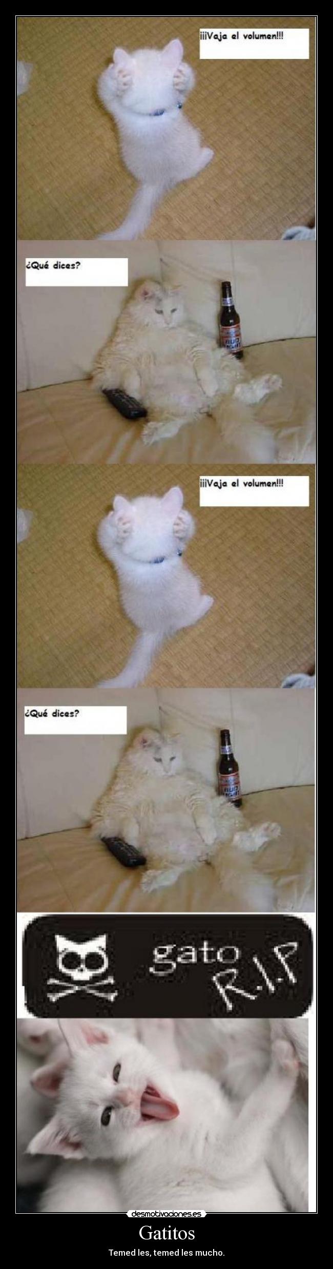 Gatitos - Temed les, temed les mucho.