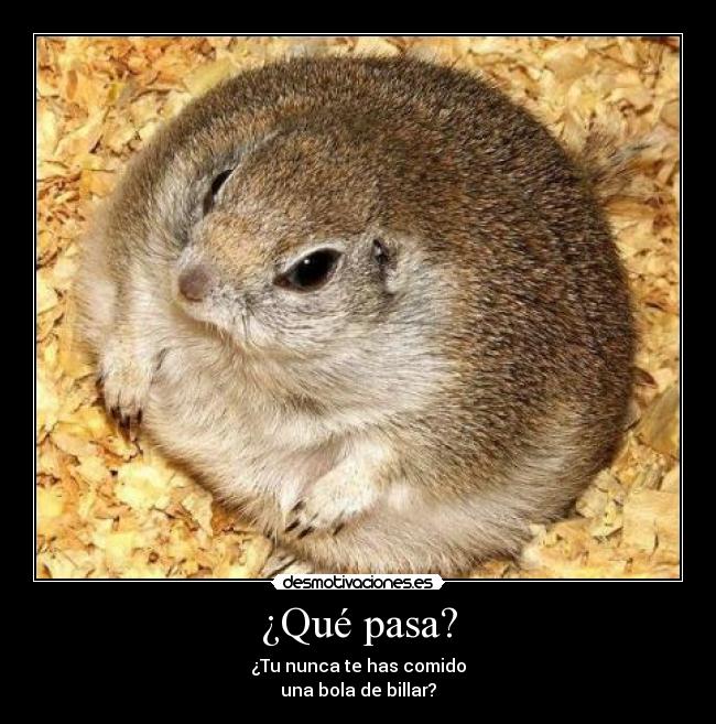 carteles hamster billar bola fat desmotivaciones