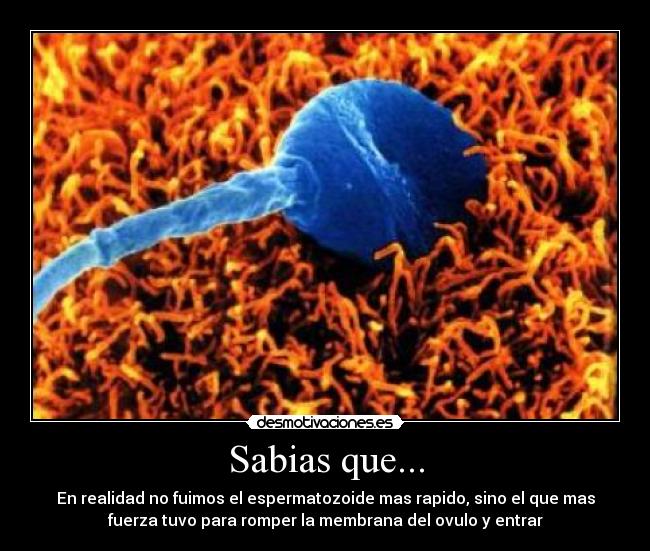 Sabias que... - En realidad no fuimos el espermatozoide mas rapido, sino el que mas
fuerza tuvo para romper la membrana del ovulo y entrar