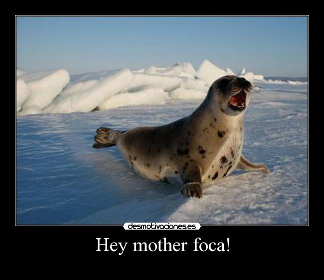 Hey mother foca! -