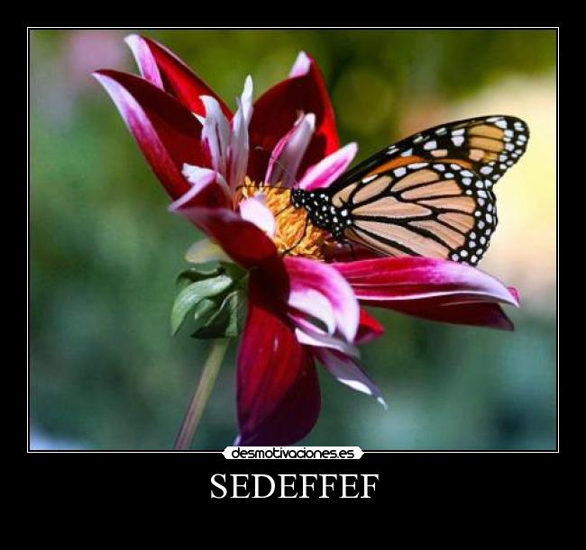 SEDEFFEF -    