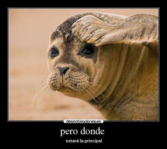 pero donde -