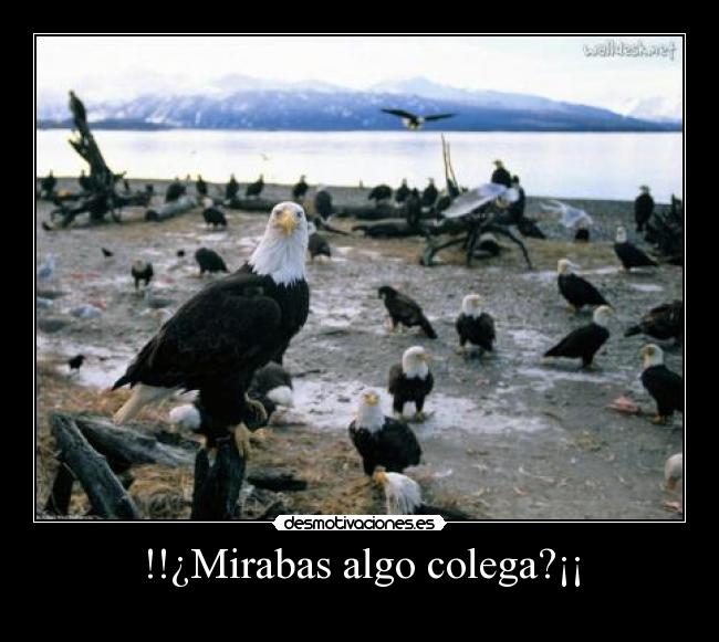 carteles mirabas algo colega desmotivaciones