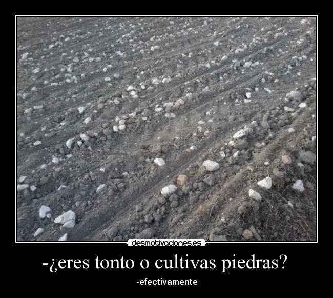 -¿eres tonto o cultivas piedras? - -efectivamente