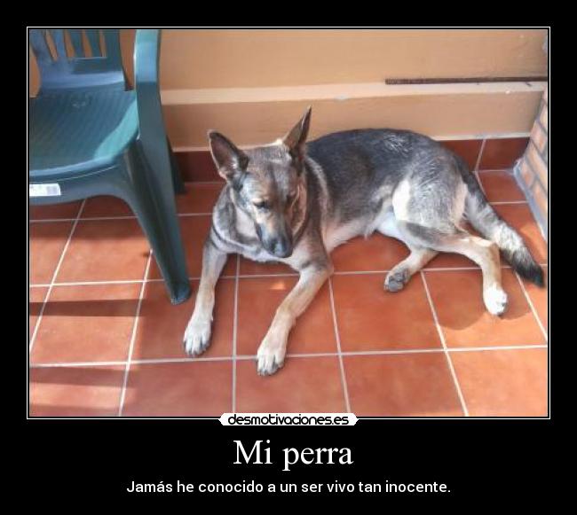  Mi perra - Jamás he conocido a un ser vivo tan inocente.
