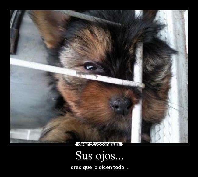 Sus ojos... -