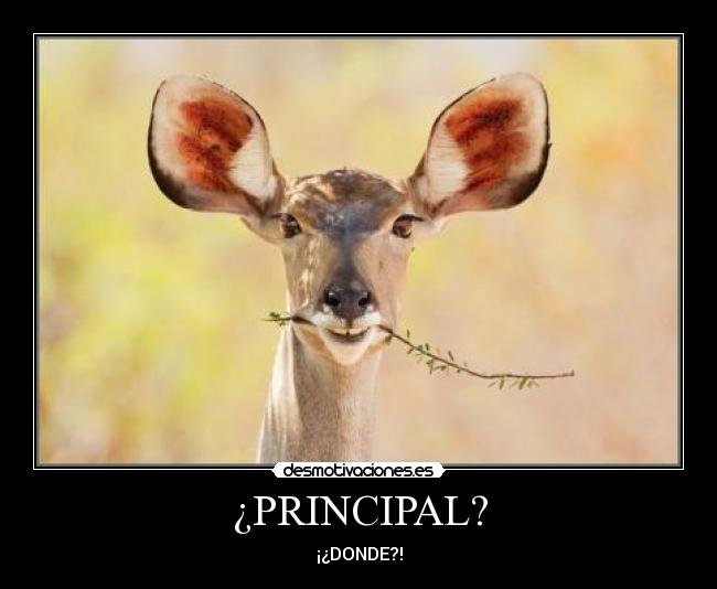 ¿PRINCIPAL? -
