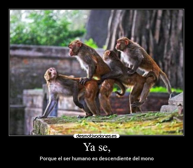 Ya se, - Porque el ser humano es descendiente del mono