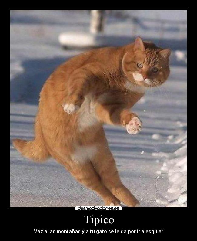 Tipico - Vaz a las montañas y a tu gato se le da por ir a esquiar