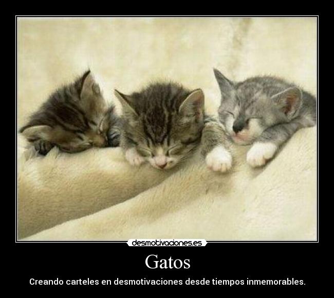 Gatos -