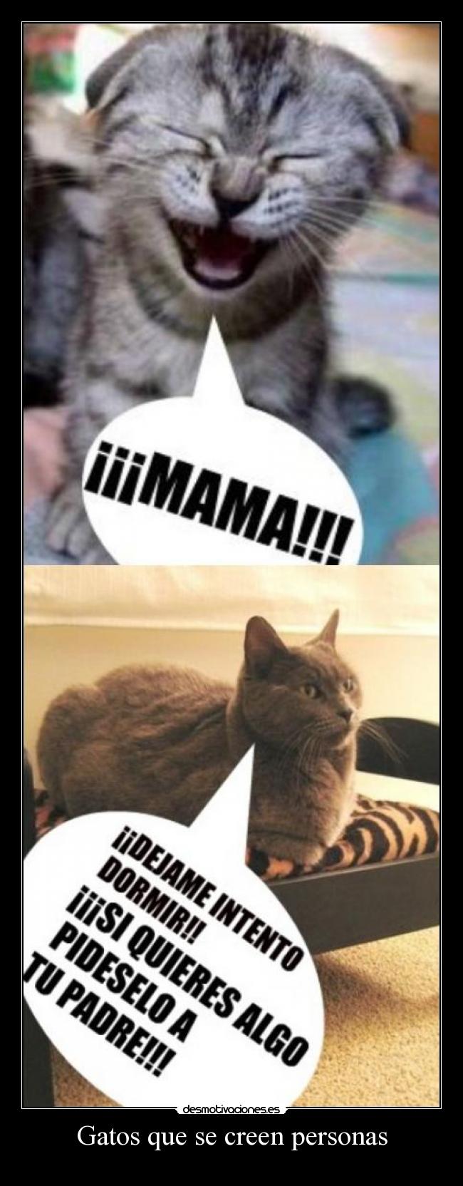 Gatos que se creen personas -
