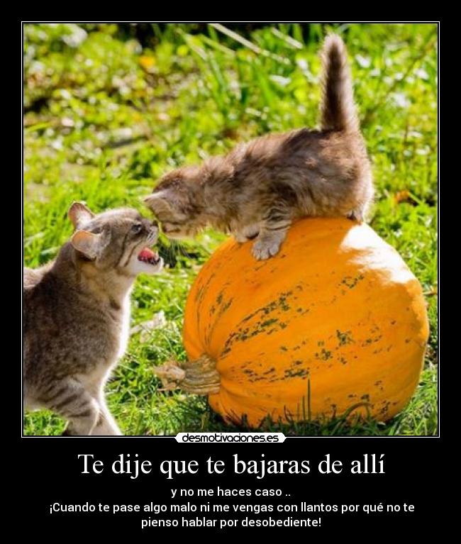 carteles gato desobediente desmotivaciones