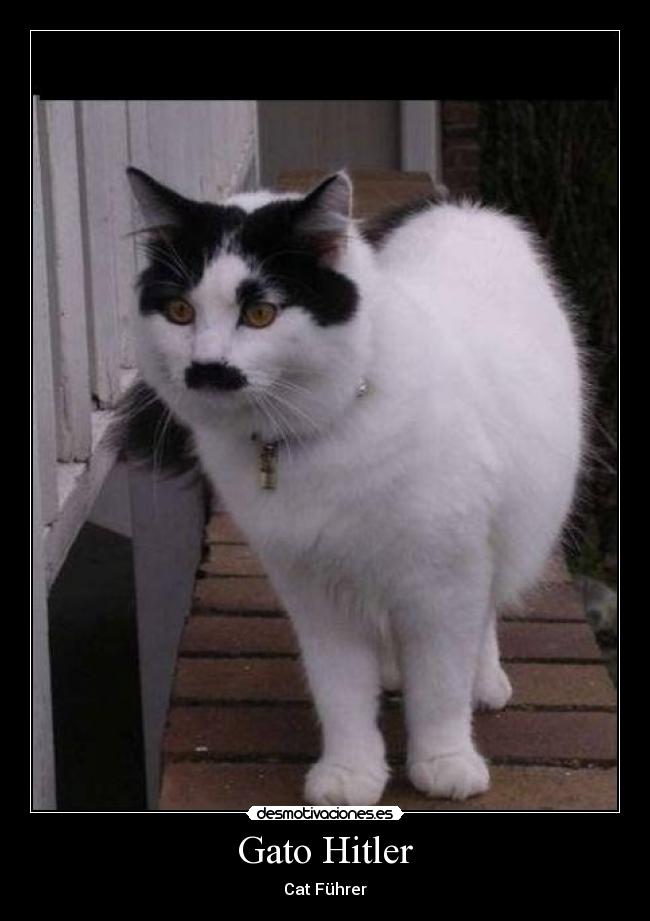 Gato Hitler - 