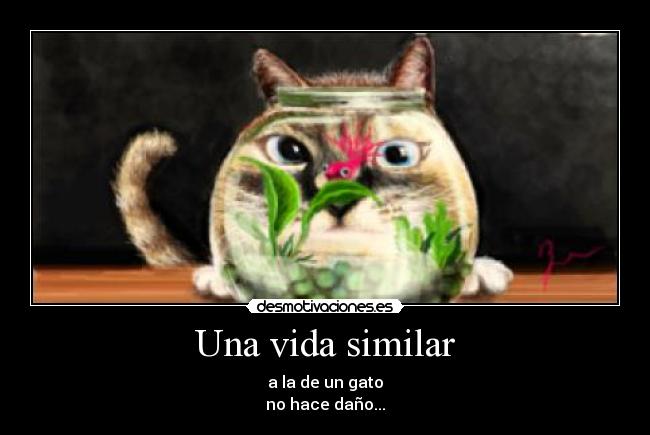 Una vida similar - a la de un gato
no hace daño...