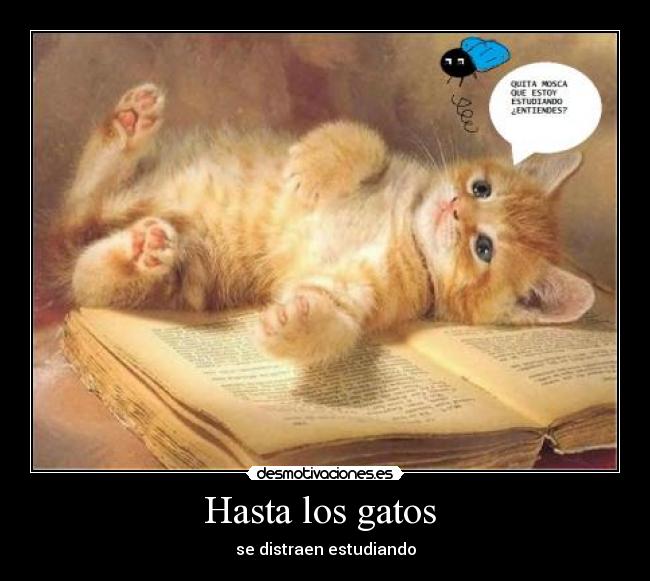 Hasta los gatos  - se distraen estudiando