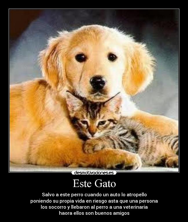 Este Gato - Salvo a este perro cuando un auto lo atropello
poniendo su propia vida en riesgo asta que una persona
los socorro y llebaron al perro a una veterinaria
haora ellos son buenos amigos