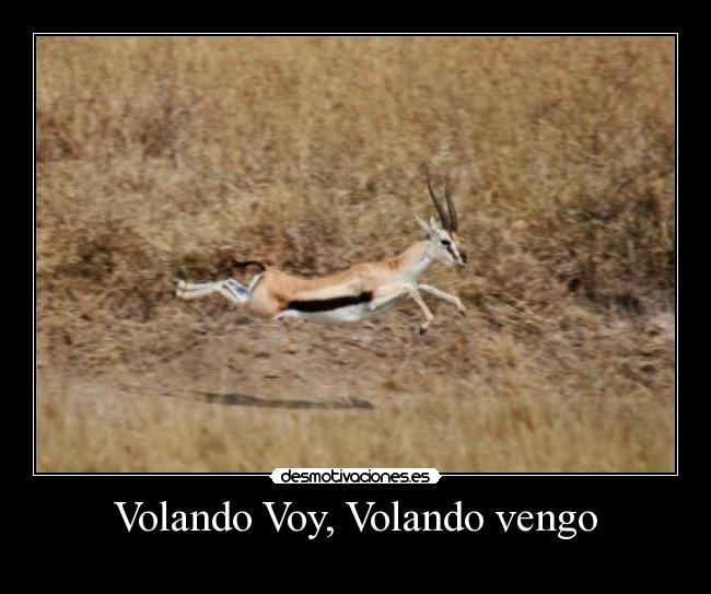 Volando Voy, Volando vengo -