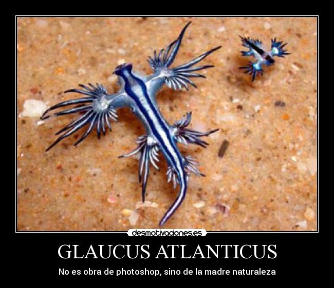 carteles increible criatura marina oceano mar glaucus atlanticus desmotivaciones