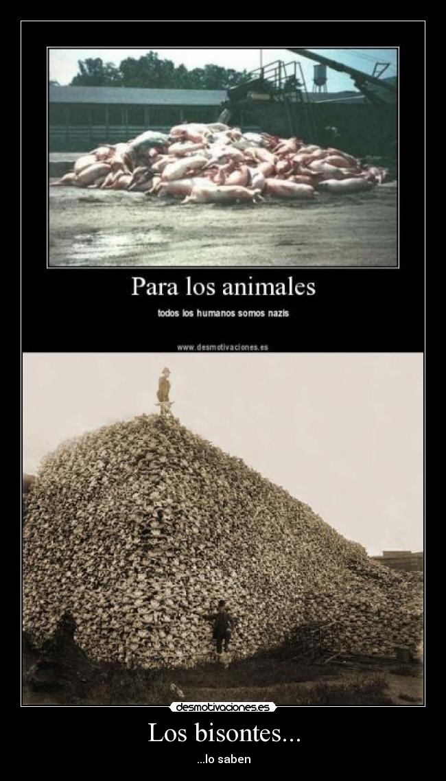 Los bisontes... - ...lo saben
