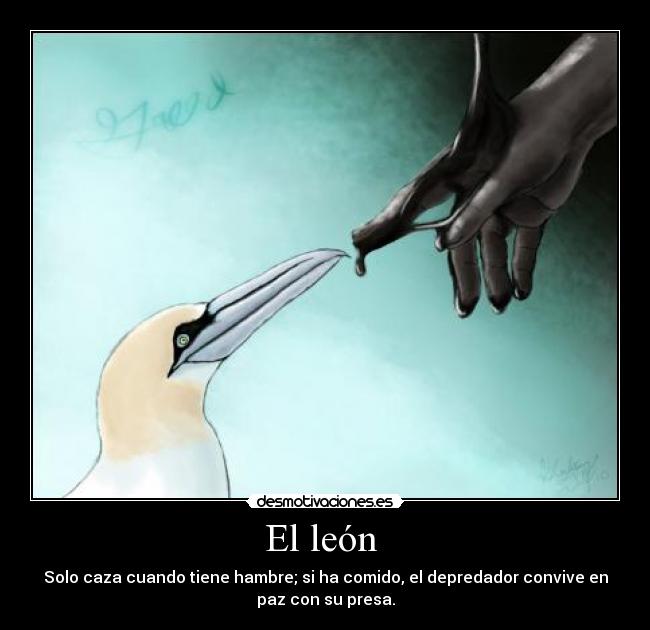 El león - Solo caza cuando tiene hambre; si ha comido, el depredador convive en
paz con su presa.
