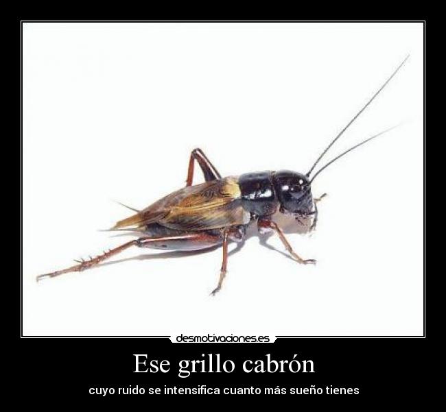 Ese grillo cabrón - cuyo ruido se intensifica cuanto más sueño tienes