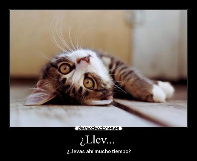 ¿Llev...  - 