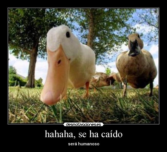 hahaha, se ha caído -