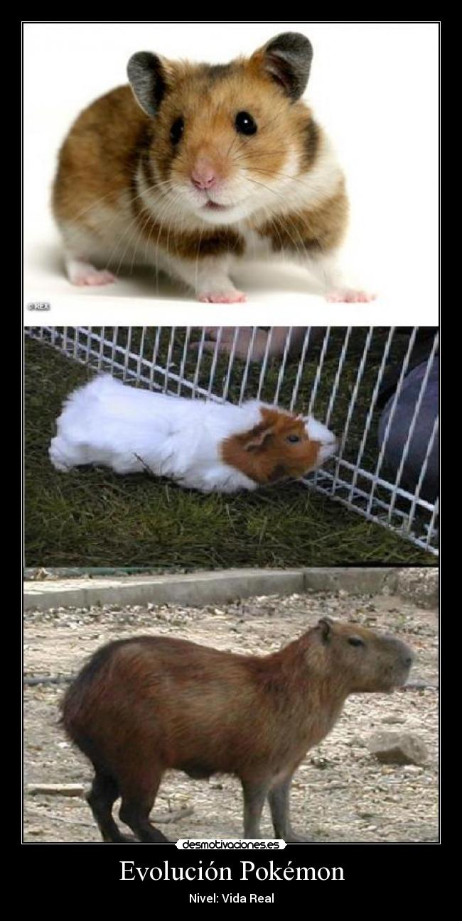 Evolución Pokémon -