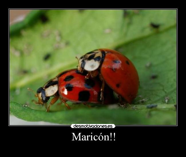 Maricón!! - 