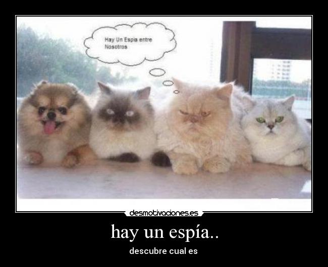 hay un espía.. -