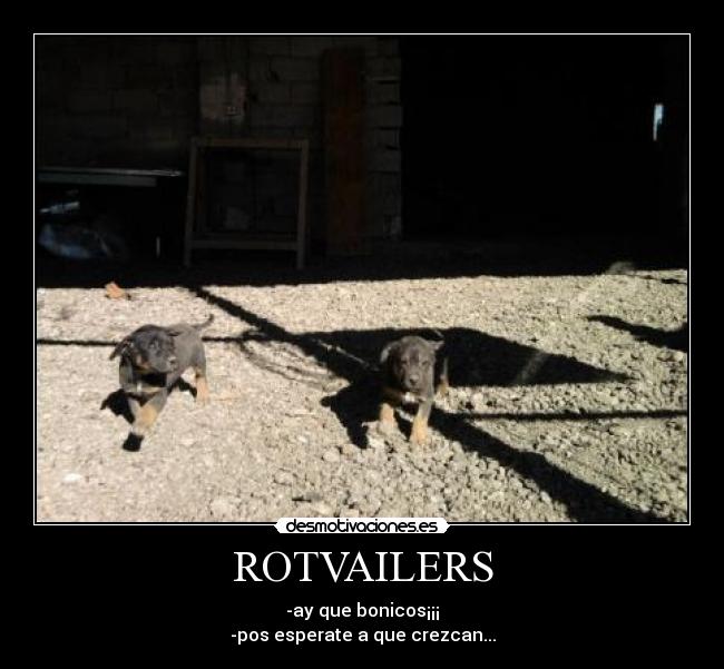 ROTVAILERS -