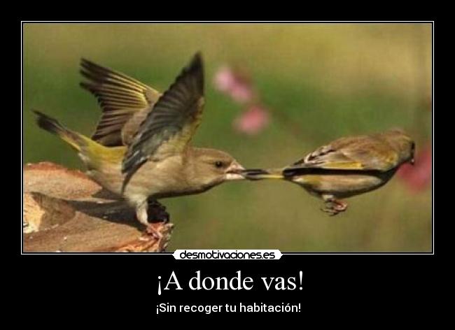 ¡A donde vas! -