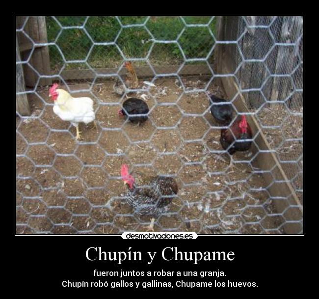 carteles gallos gallinas chupin chupame huevos robar desmotivaciones