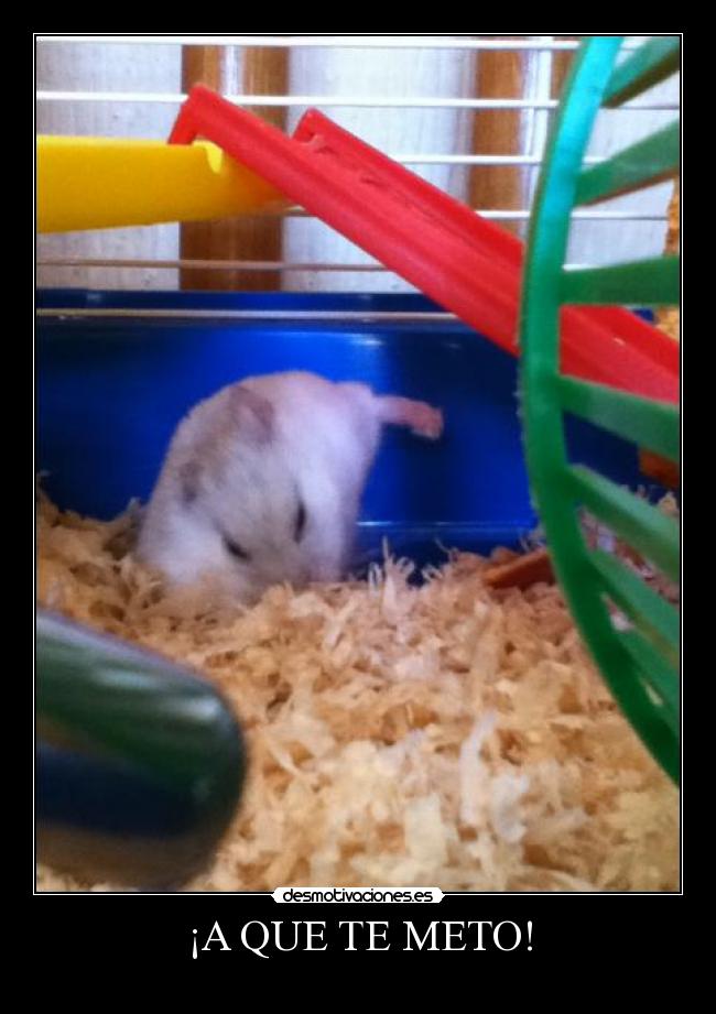 ¡A QUE TE METO! -